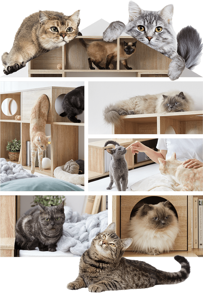 猫家具でニャンダフルな暮らし | 【公式】LOWYA(ロウヤ) 家具・インテリアのオンライン通販