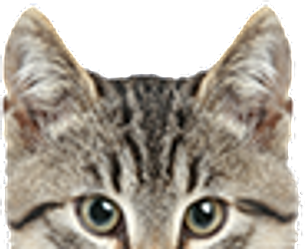 理想の猫家具作るにゃん Lowya Nyans ニャンバサダー 公式 Lowya ロウヤ 家具 インテリアのオンライン通販