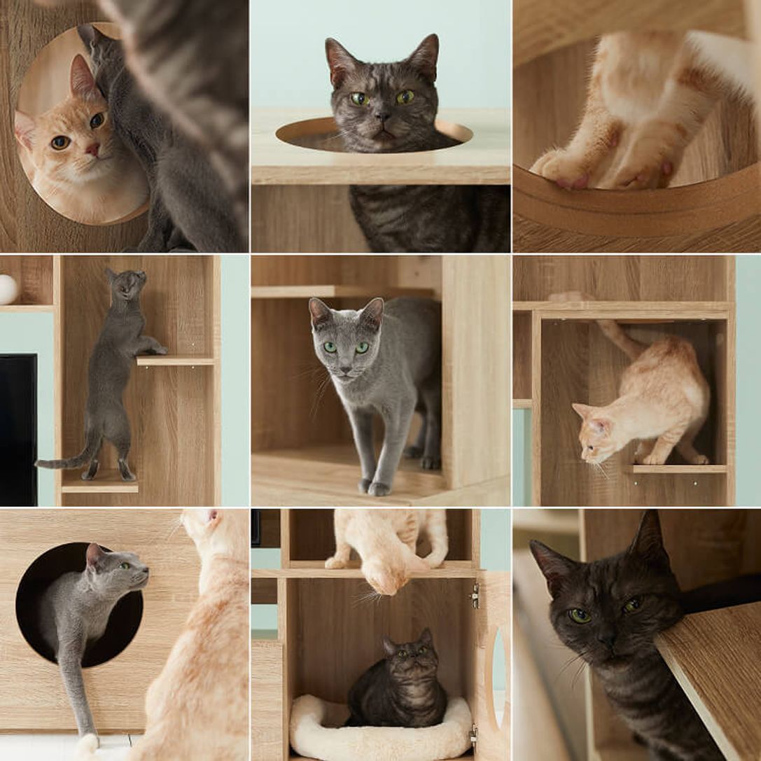 大人気商品 猫好きにぴったり キャットタワー一体型テレビ台 ナチュラル 43型対応の壁面収納タイプ 公式 Lowya ロウヤ 家具 インテリアのオンライン通販