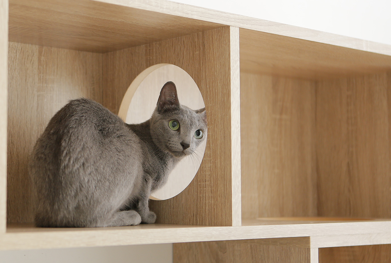 猫と暮らそう おすすめのおしゃれな猫家具特集 公式 Lowya ロウヤ 家具 インテリアのオンライン通販