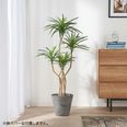 ユッカポット 観葉植物 | 【公式】LOWYA(ロウヤ) 家具・インテリアの
