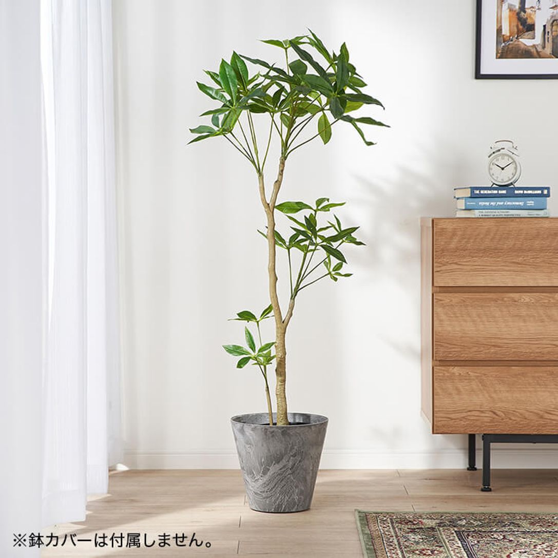 パキラポット 観葉植物 公式 Lowya ロウヤ 家具 インテリアのオンライン通販