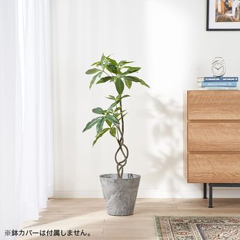 ツイストパキラポット 観葉植物 | 【公式】LOWYA(ロウヤ) 家具