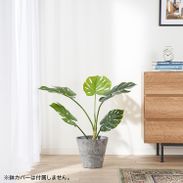 モンステラ・ポトス petit モンステラ・ポトス petit モンステラ・ポトス petit モンステラ