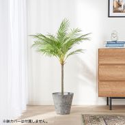 フェニックスパームポット 観葉植物 | 【公式】LOWYA(ロウヤ) 家具